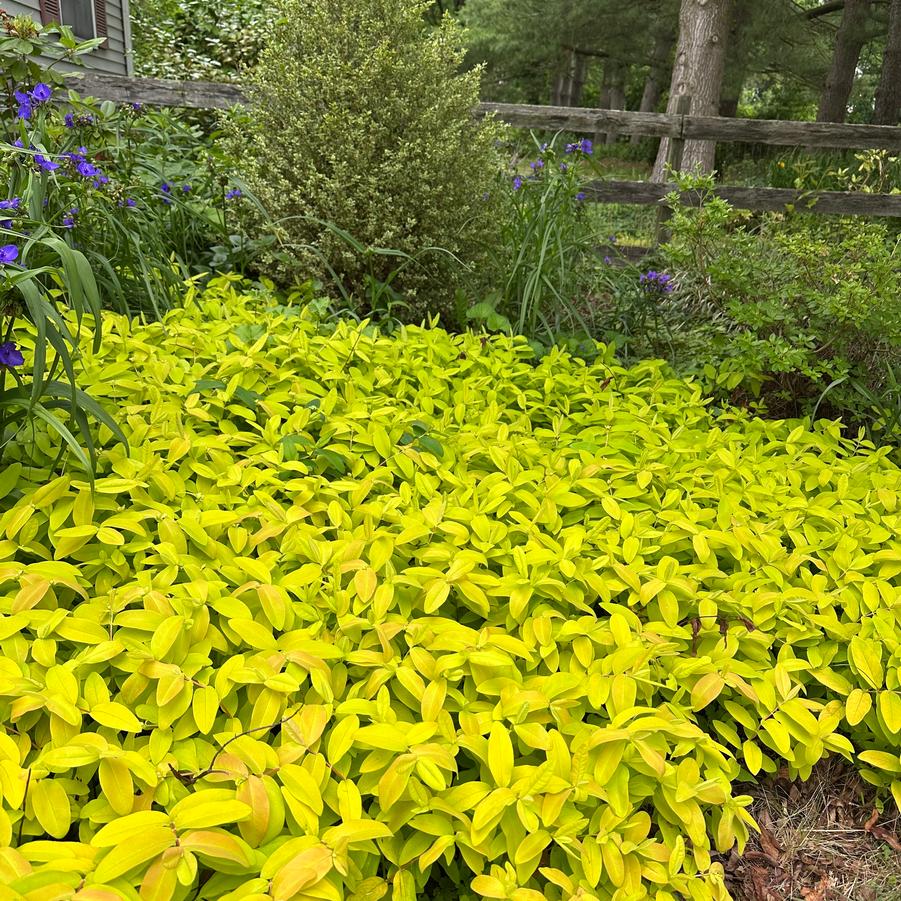 Hypericum calycinum Brigadoon - St. Johnswort