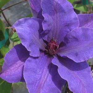 Clematis The President