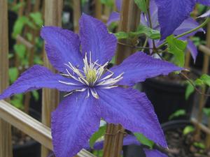 Clematis 'Rhapsody'
