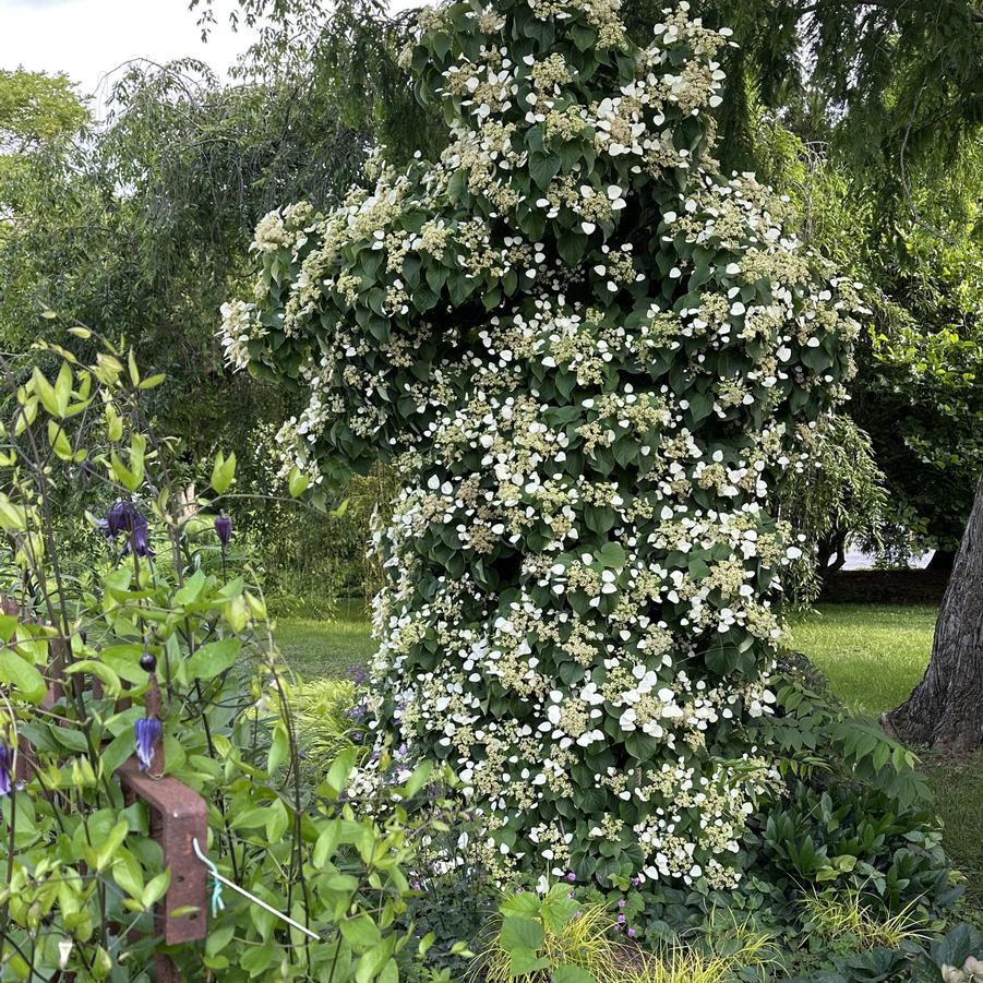 Schizophragma hydrangeoides 'Moonlight'