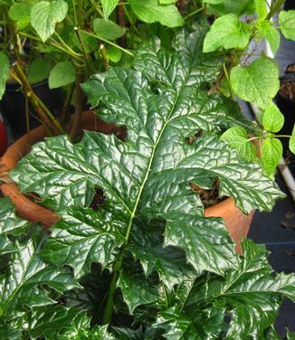 Acanthus mollis - Bear's Breeches