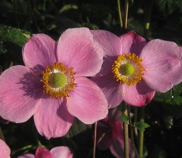 Anemone x 'September Charm' 