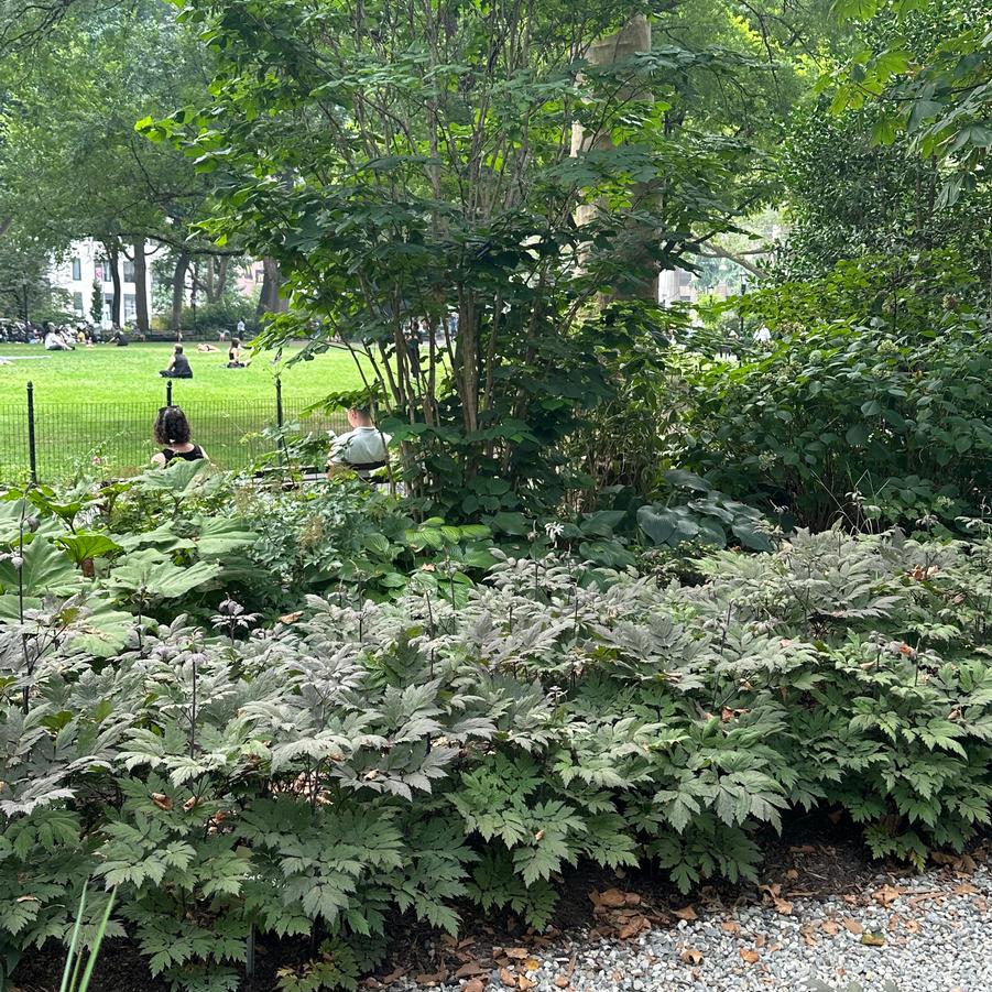 Actaea simplex 'Brunette' - Branched Bugbane from Pleasant Run Nursery (@ Madison Square Park)