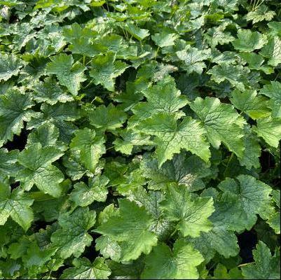 Actaea japonica Silver Dance