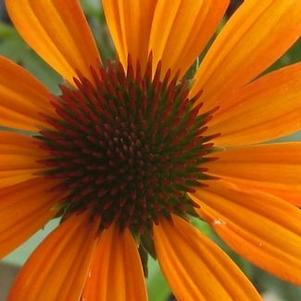 Echinacea x Tiki Torch