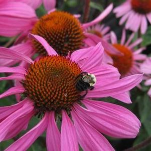 Echinacea purpurea Ruby Star