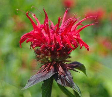 Monarda didyma Jacob Cline