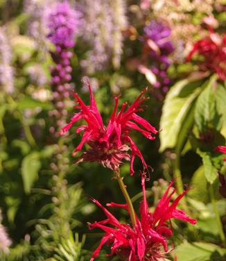 Monarda didyma Jacob Cline