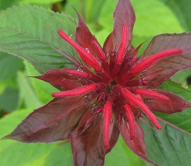 Monarda didyma 'Jacob Cline' - Bee Balm