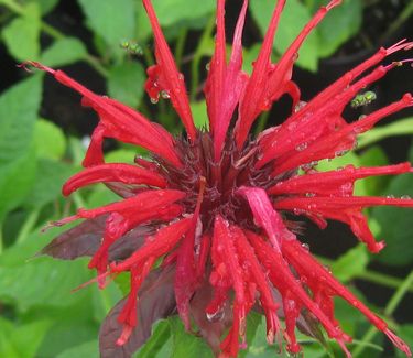 Monarda didyma 'Jacob Cline' - Bee Balm