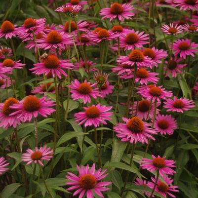 Echinacea purpurea Pica Bella