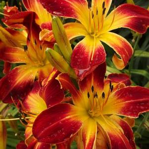 Hemerocallis Rainbow Rhythm® 'Ruby Spider'