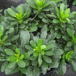 Euphorbia amygdaloides var. robbiae