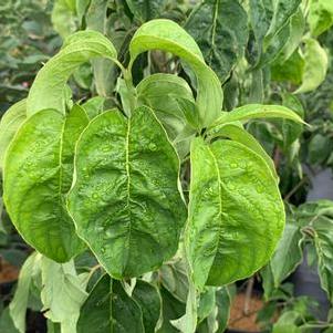 Cornus florida Dixie Colonnade