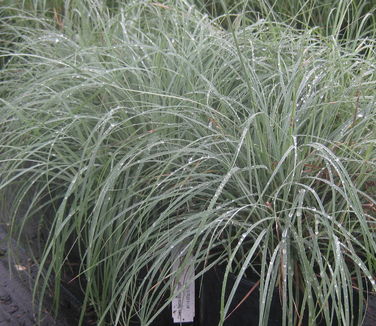 Carex flacca Blue Zinger - Glaucous Sedge