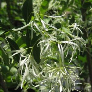 Chionanthus virginicus