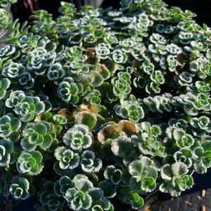 Sedum spurium John Creech
