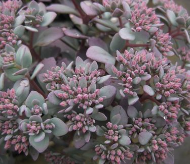 Sedum cauticolum 'Lidakense' - Stonecrop