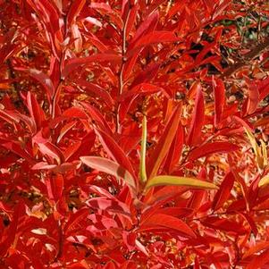 Lindera angustifolia