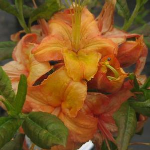 Rhododendron calendulaceum