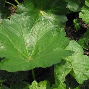 Indian Rhubarb/Umbrella Plant
