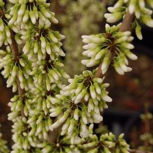 Cercis chinensis Alba