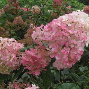 Hydrangea paniculata Vanilla Strawberry™