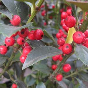 Ilex x meserveae Blue Maid®
