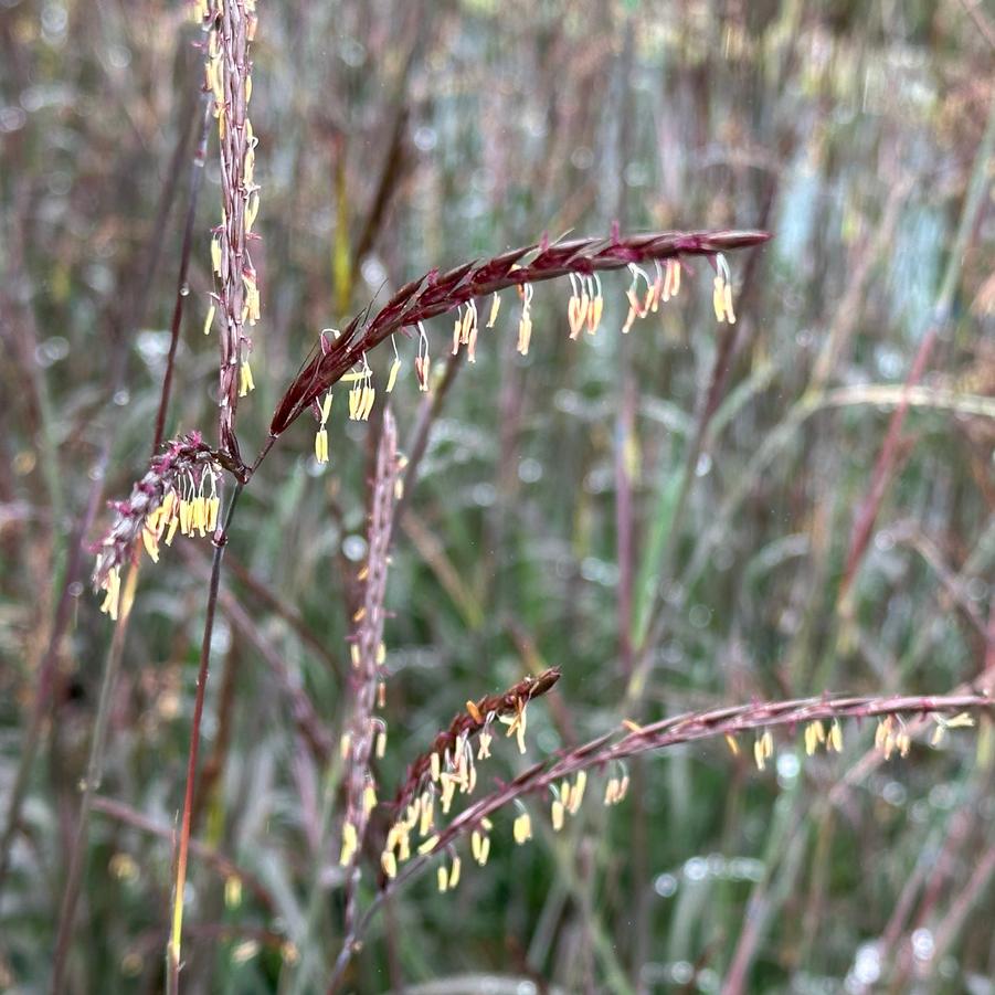 Andropogon gerardii 'Blackhawks' - Big Bluestem from Pleasant Run Nursery