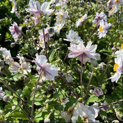 Anemone x Dreaming Swan