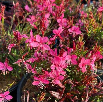 Gaura lindheimeri Gaudi™ Red