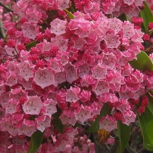 Kalmia latifolia Nipmuck