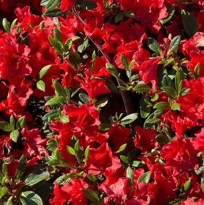 Rhododendron Encore® Autumn Embers™