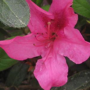 Rhododendron Encore® Autumn Sangria™
