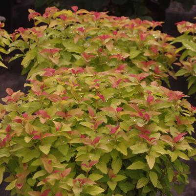 Spiraea japonica Double Play® Candy Corn®