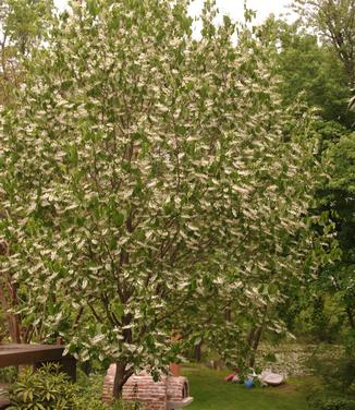 Styrax obassia 