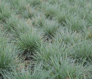 Festuca glauca 'Elijah Blue'