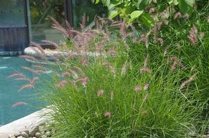 Oriental Fountain Grass