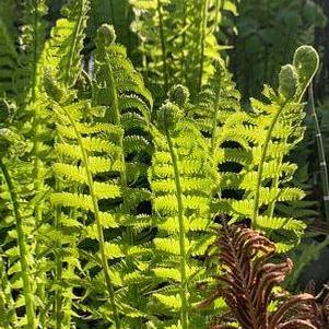 Matteuccia struthiopteris