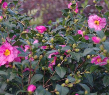 Camellia x Long Island Pink