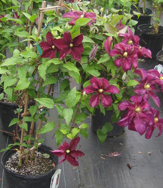 Clematis Niobe