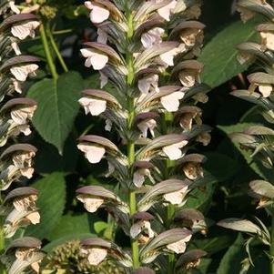 Acanthus spinosus