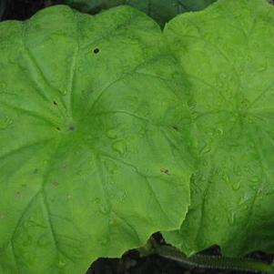 Astilboides tabularis