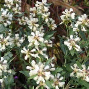 Baccharis halimifolia