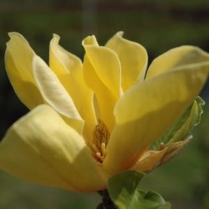 Magnolia x brooklynensis 'Judy Zuk'
