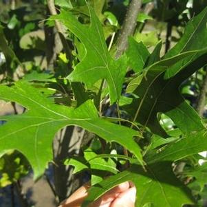Quercus palustris Green Pillar®