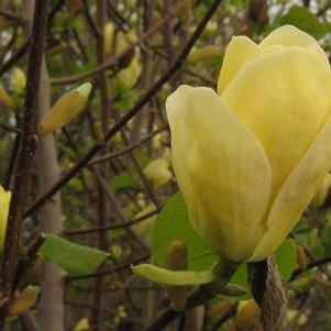 Magnolia x brooklynensis 'Lois'