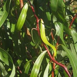 Salix x 'Swizzlestick'