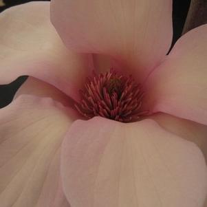 Magnolia x 'Blushing Belle'