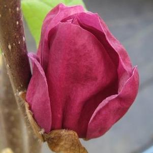 Magnolia x 'Genie'